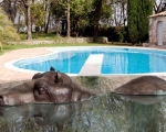 piaf5